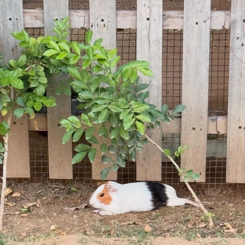 A guinea pig beneath a sapling by the picket fence